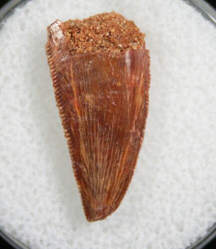 Raptor Dinosaur Tooth From Morocco - #7924